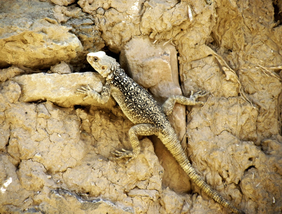 moghaddam_01153400.jpg